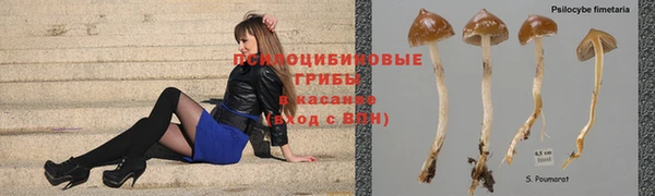 сатива Братск